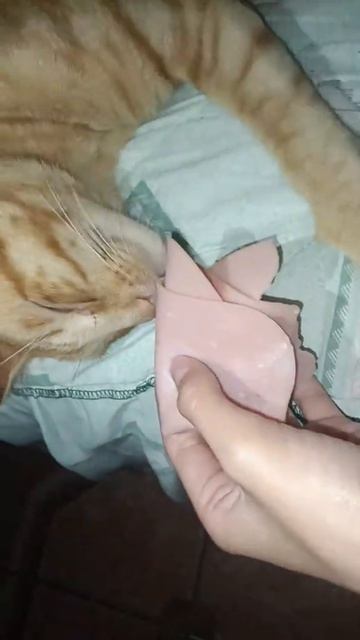 котык