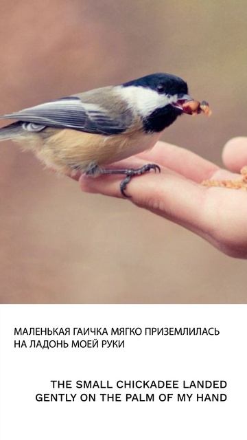Гаичка