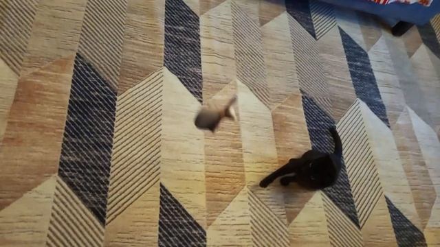 Играю с кошкой