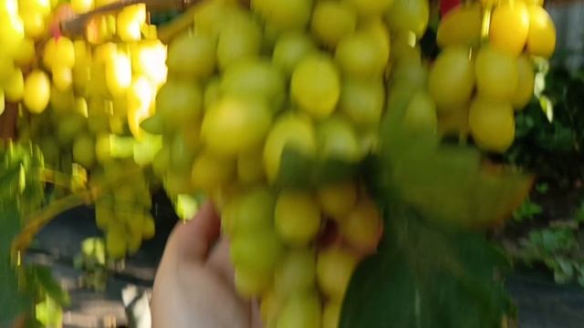 ФИШКА виноград селекции Калугина В.М. на 20.08.26. Корнесобственный куст. +79900274169, +79900274170