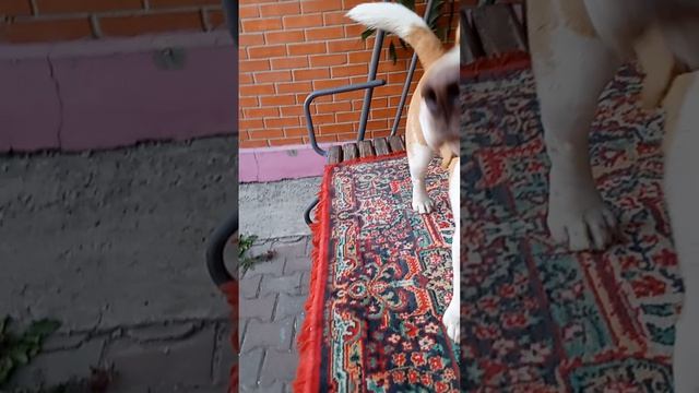 Сфинкс  1