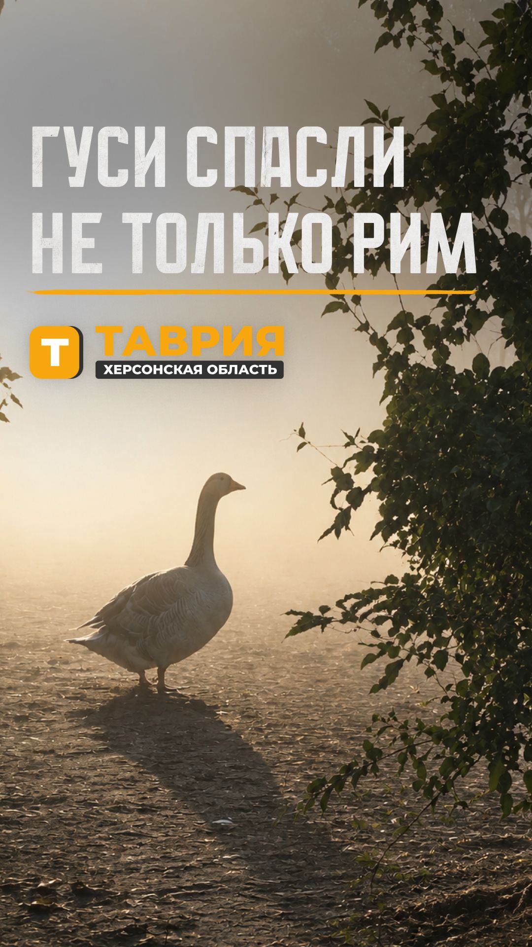 Гуси спасли не только Рим
