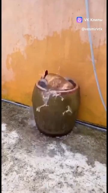 Радостный пёсик!