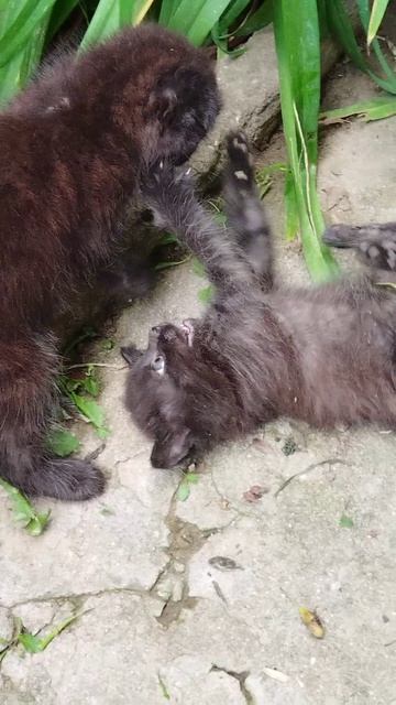 Весёлые котята милые котята прикольные котята