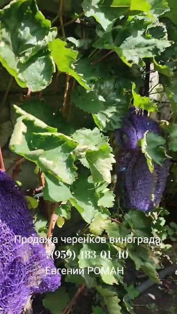 Черенки винограда Евгений РОМАН.