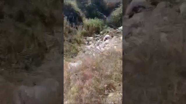 Мусорная свалка  2 село Орлово Новоусманский район Воронежской области