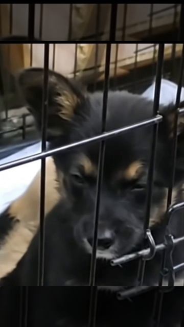 🆘🆘 МАЛЕНЬКИЙ ПРИНЦ В ОТЛОВЕ

В Оренбургской области собак убивают по закону и по расписанию.