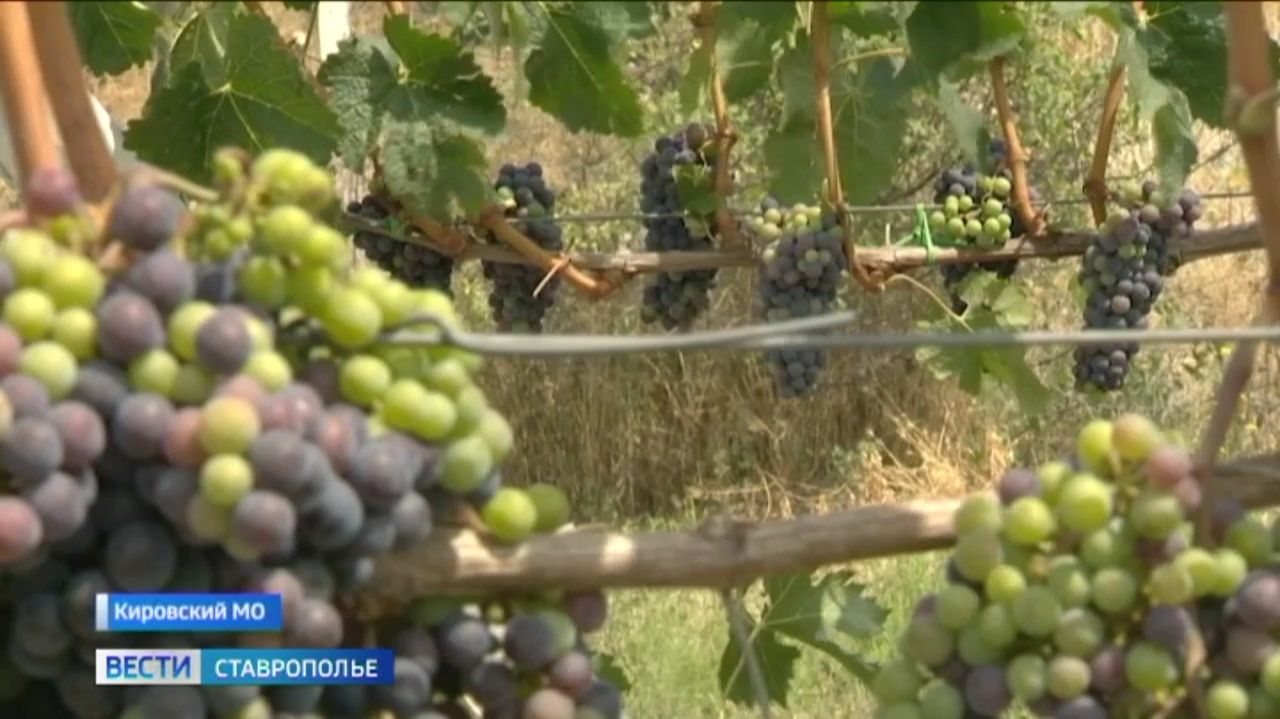 Как ставропольская непогода повлияла на урожай винограда