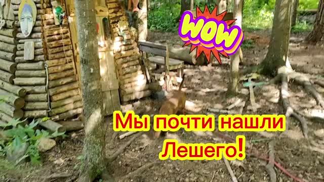 Мы почти нашли Лешего! Приключение таксы Алисы в Лобненском лесопарке и обратный путь сквозь бурелом