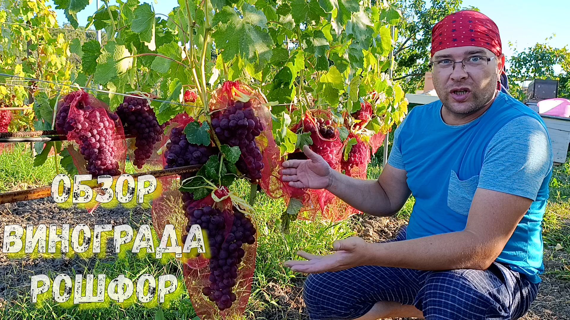 Виноград Рошфор