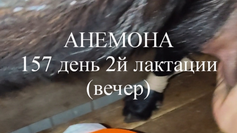 АНЕМОНА кн50 157 день 2й лактации (вечер)
