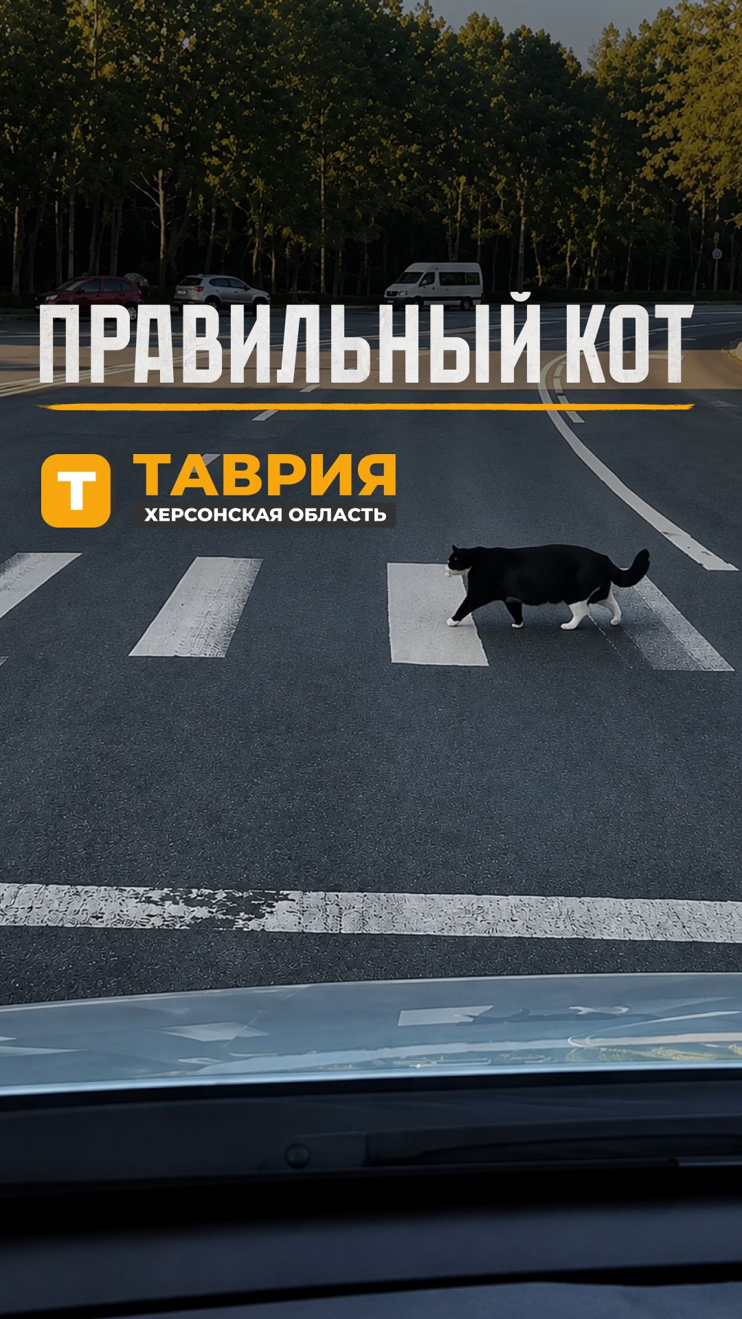 Правильный кот