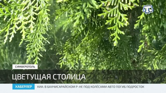 В жару поливу зелёных насаждений в Симферополе уделяют особое внимание