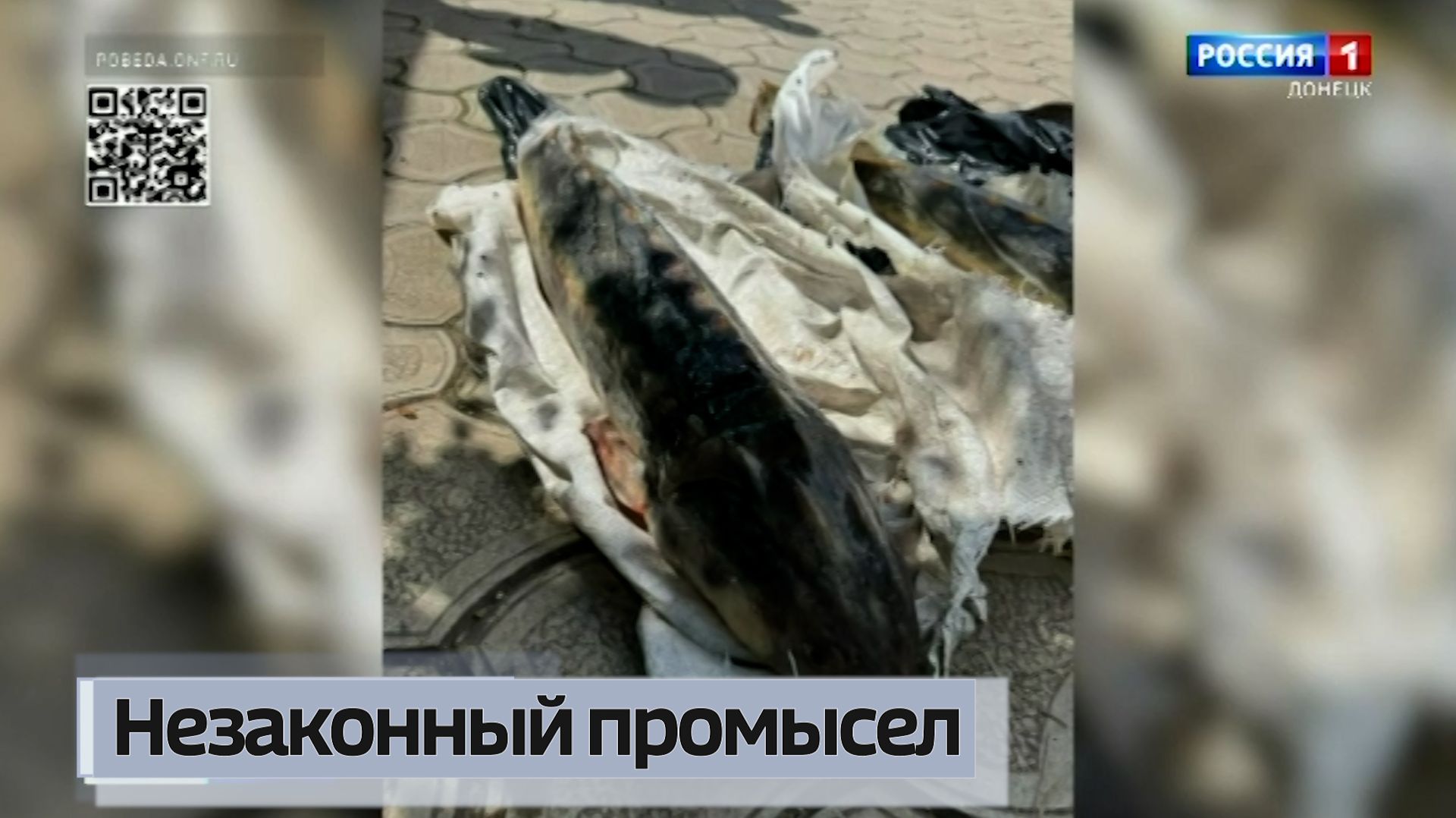 В Азовском море пресекли незаконный промысел особо ценной рыбы