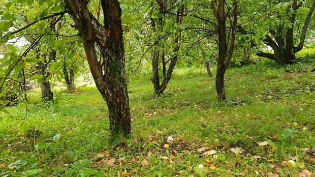 Туда где рассвет а над быстрой рекою...