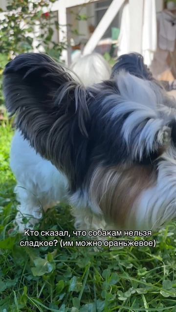 Любовь морковь
