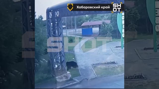 Медведь в Хабаровском крае