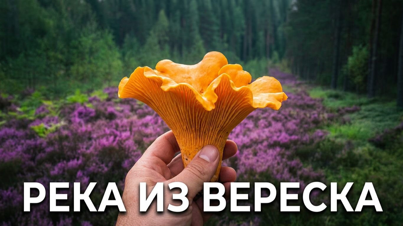Река из вереска. Где грибы.