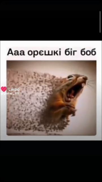 Ааа... орєшкі Біг боб
Попалісь гнілыє орєшкі