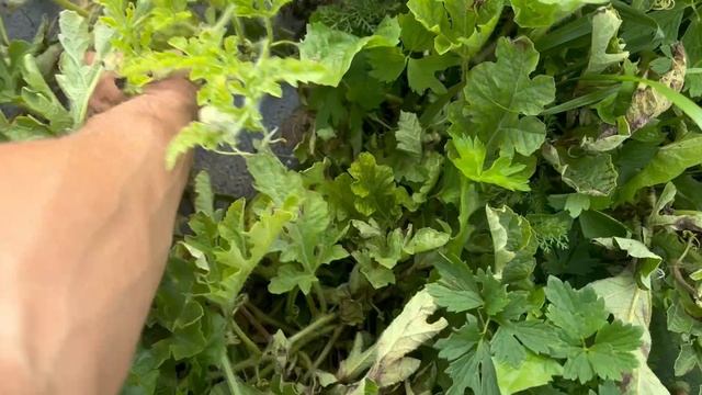 20.08.26г Арбузы созревают и гниют.Разрез арбуза.Печальная погода.Романзашампаньбедуинкаристан