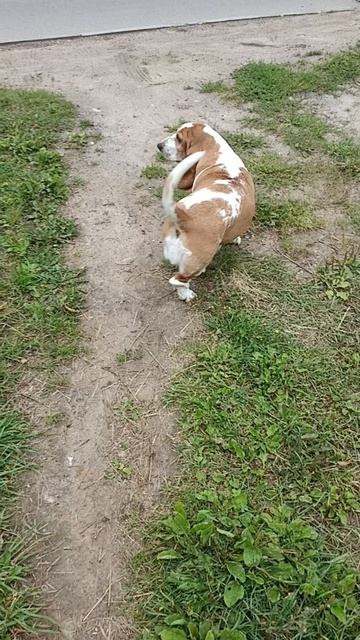 Бассет: ТАМ на НЕВЕДОМЫХ дорожках следы НЕВИДАННЫХ собак 🐶..