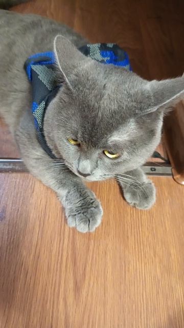 смешной Мурзик