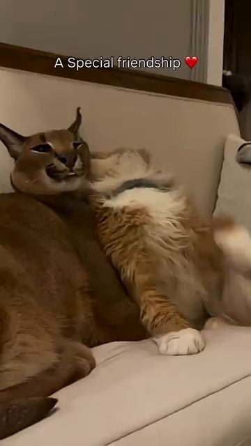 [Pumba Caracal] - Мои особенные🥰