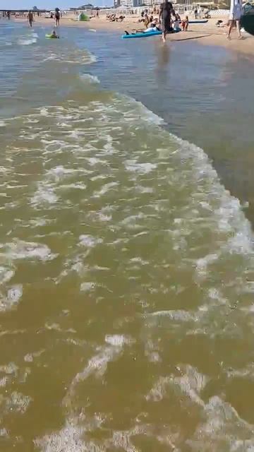 Пляж Славянка Водоросли 20 августа 26г. Анапа