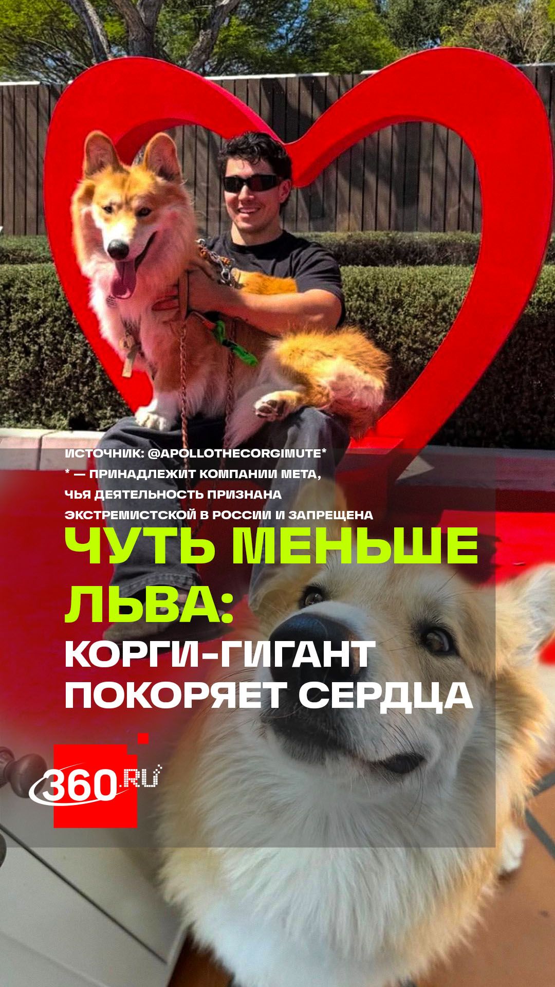 Гигантский корги, которого невозможно не заметить