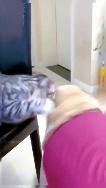 Котики и собачки