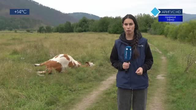 ПОЛНОЕ ПРОЦВЕТАНИЕ 