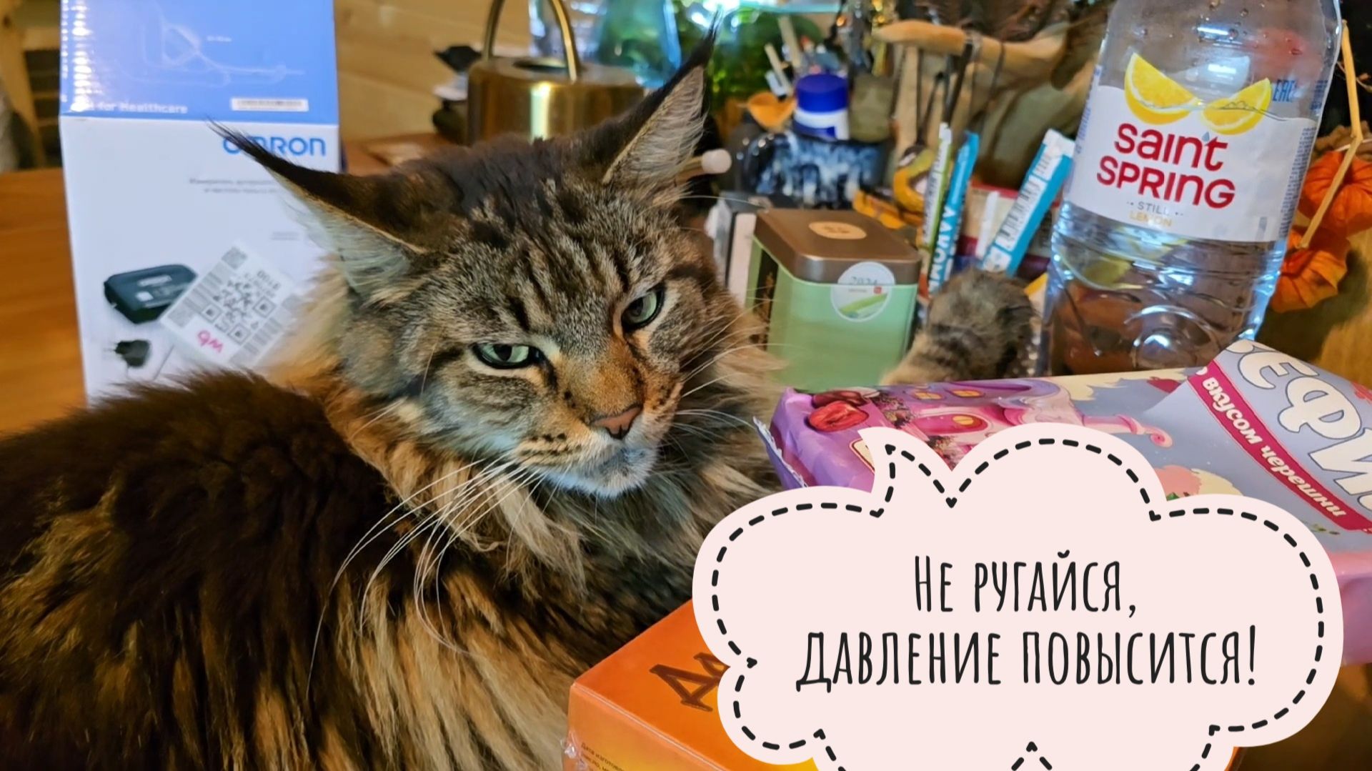Кошка Морошка делает нервы немножко. Артём купил нам тонометр - добро пожаловать в клуб 