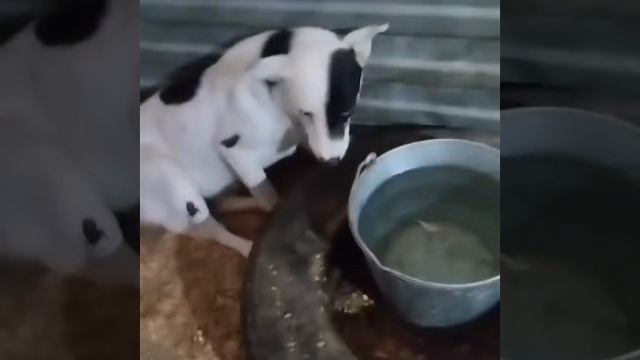 Уфа, Башкирия
Его обижают! Не дают кушать другие собаки!.Вот такой красотун попал в отлов 😰Добрые