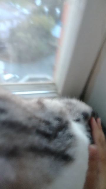 обзор на кошку чек