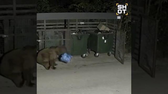 Медведь в Хабаровском крае