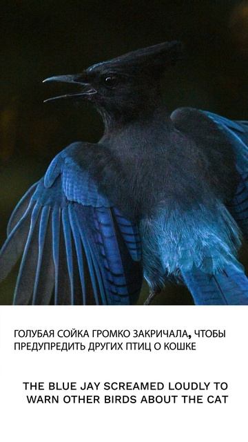 Сойка