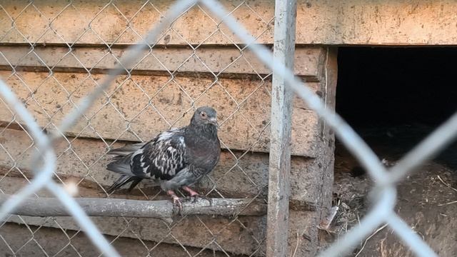 Внезапно: новый вид курицы