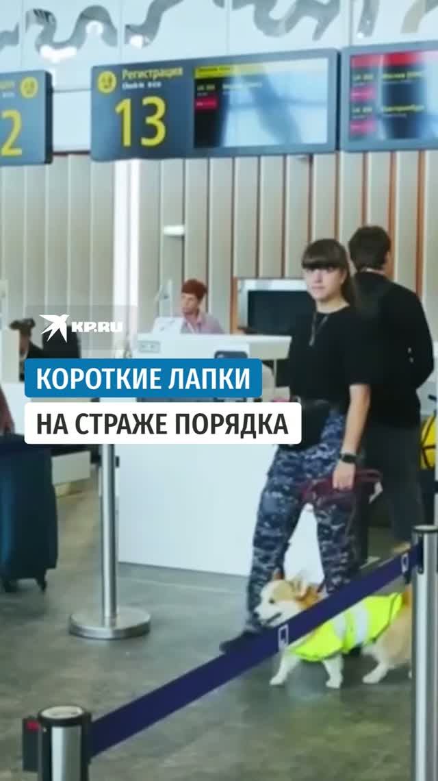 Корги приступил к работе в аэропорту Благовещенска