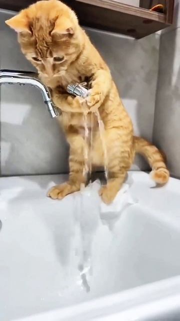 Милые котики