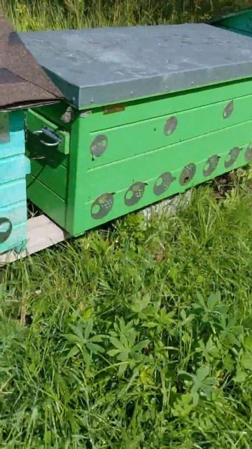 Сегодня на пасеке. 22 градуса пчёлы активно летают