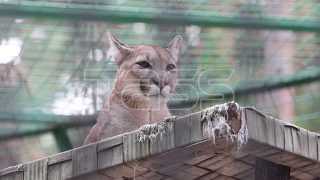Котята пум в Новосибирском зоопарке
