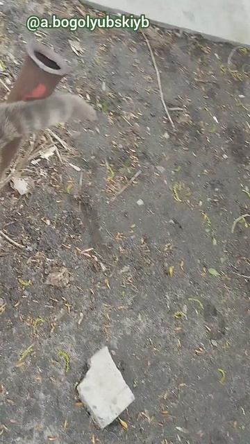 Встреча с ласковым котейкой 