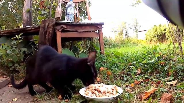 Юрьев Польский -   Одноглазая кошка по прозвищу Берта