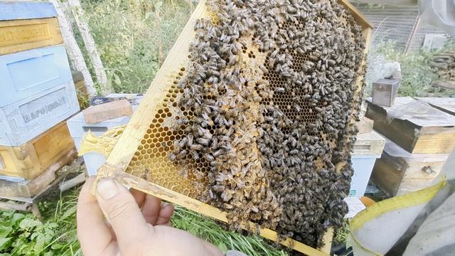 Исправление отрутнивевшей пчелосемьи часть 2
