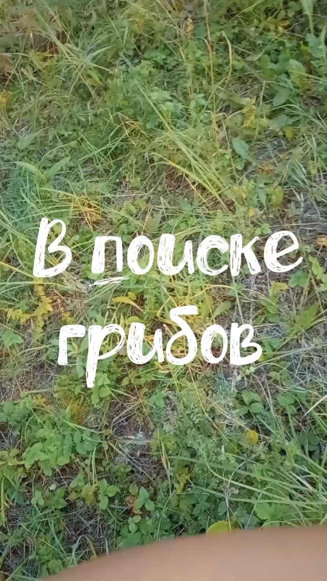 Снова ищу грибы вблизи участка