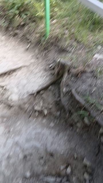 Поднимаюсь от пляжа на Чёрном море на смотровую площадку в парке Сосны Крымской в Архипо-Осиповке