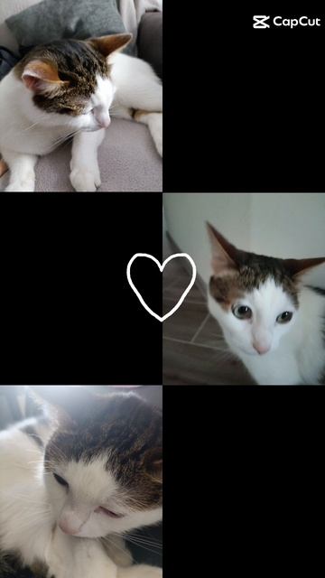 Мой кот Вася😘