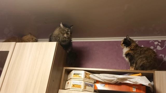Моя любимая хвостатая троица.