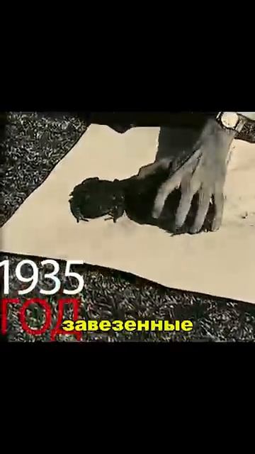 В Австралии  истребляют жаб..ЗАЧЕМ?🤔
