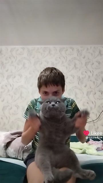Кот танцует под песню любимка